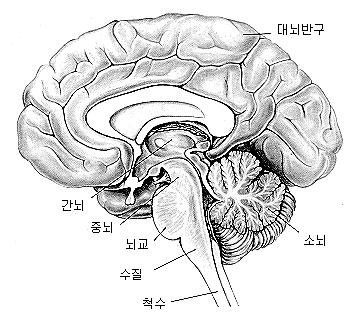 뇌가 말하는데 걸리는 시간은?
