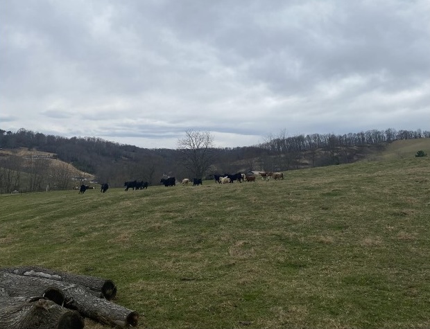 ▲ 데이비스 가족 묘지에 접근하는 필자를 보고 떼를 지어 도망갔던 소들이 눈치를 보며 필자를 따라오고 있다