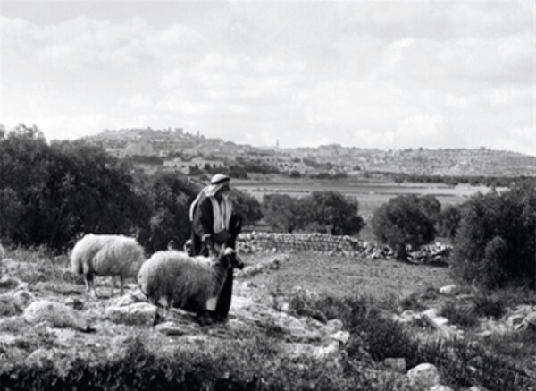                            성탄절에 양치는 베들레헴의 목자(Jenkins) (원본: LifeintheHolyLand.com)