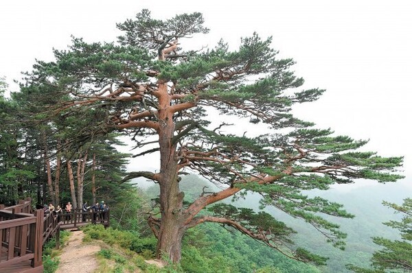 울진 금강 소나무(사진=동아일보)