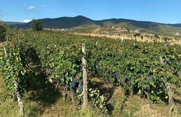 조지아는 ‘하나님이 내린 음료’로 넘쳐나는 국가답게 온 국토가 포도밭이다. 조지아에는 500종이 넘는 포도 종류가 있는데, 레드 와인은 사페라비, 화이트 와인은 르카츠텔리가 유명하다. 사페라비는 천천히 음미하며 마셔야 심장에 무리가 되지 않고, 화이트 와인은 비교적 무리가 덜하다고 한다.