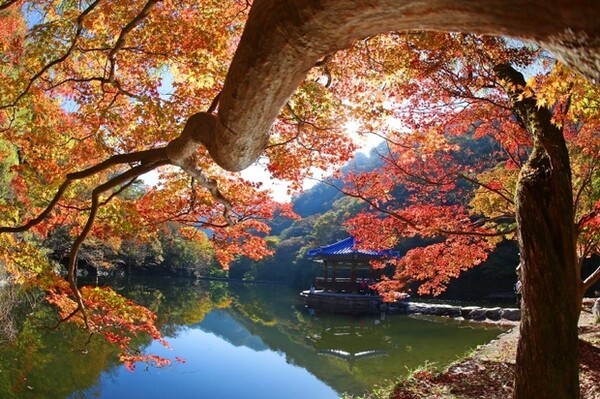 내장산의 가을(사진=문화매일_