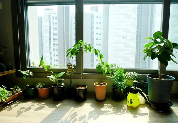 사진=네이버블로그 '다육이엄마'