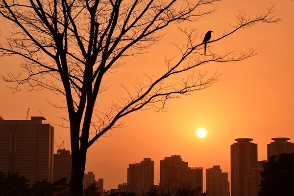 부산시민공원 일몰의 까치